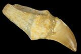 Fossil Rooted Mosasaur (Prognathodon) Tooth - Morocco #116974-1